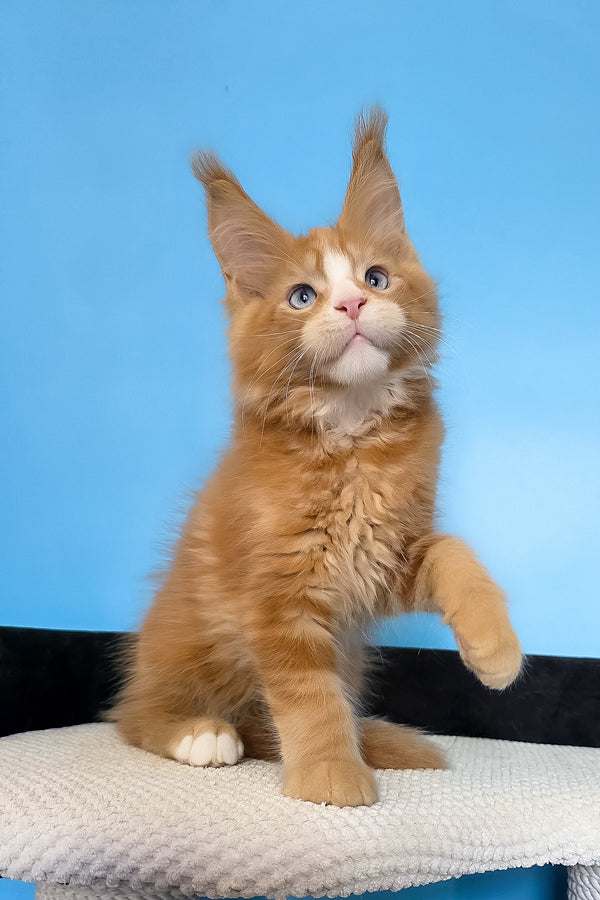 Mark | Maine Coon Kitten
