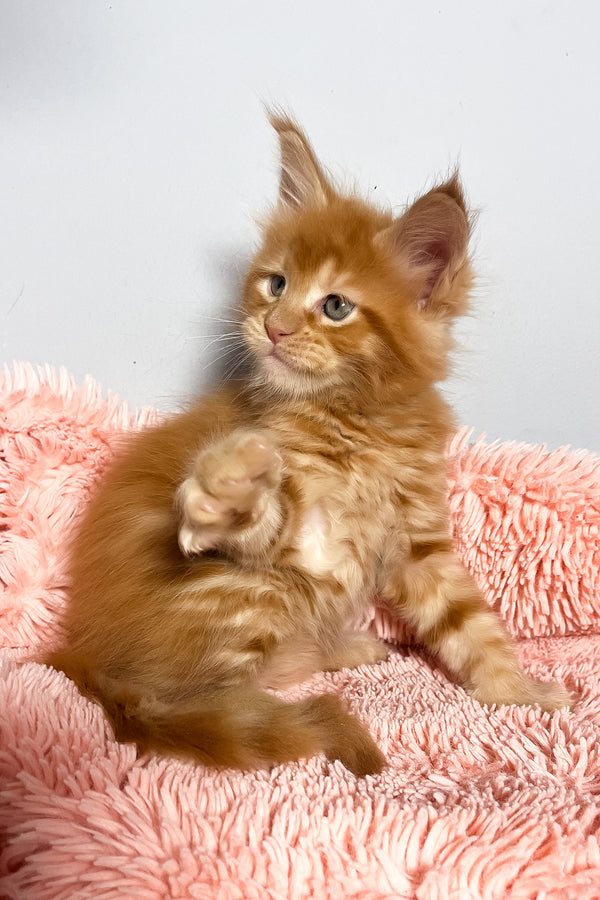 Mars | Maine Coon Kitten
