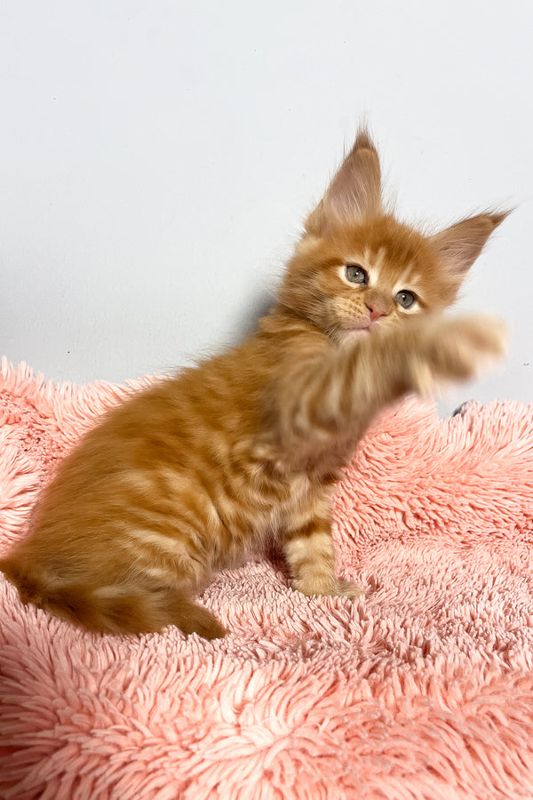 Mars | Maine Coon Kitten