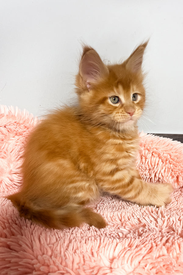 Mars | Maine Coon Kitten