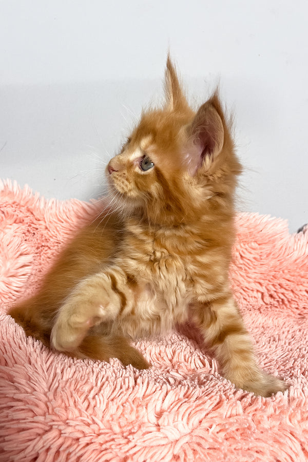 Mars | Maine Coon Kitten