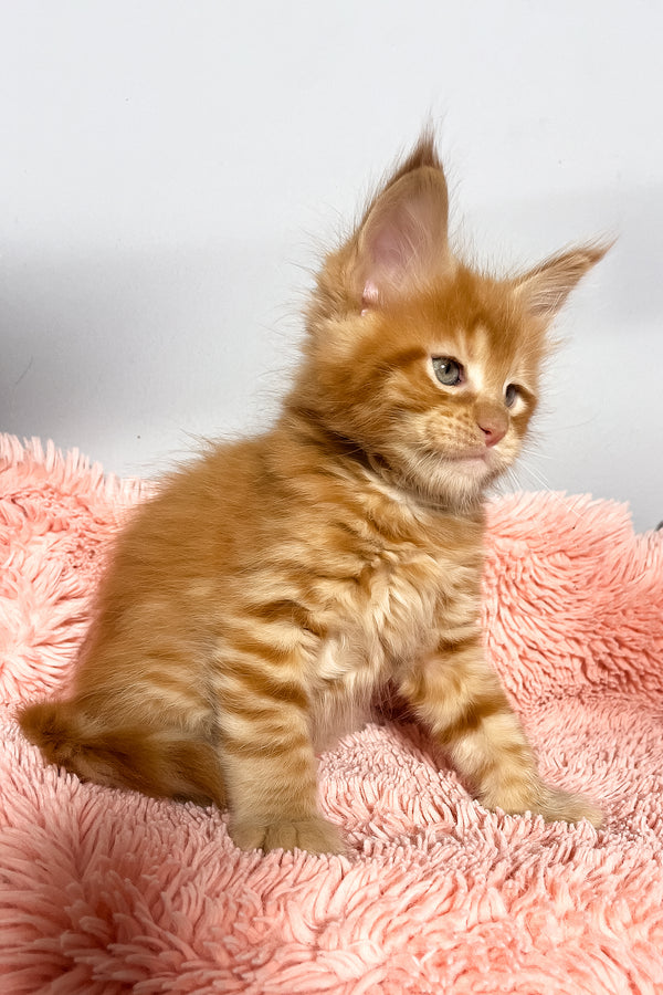 Mars | Maine Coon Kitten