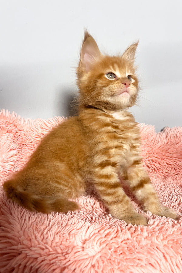 Mars | Maine Coon Kitten