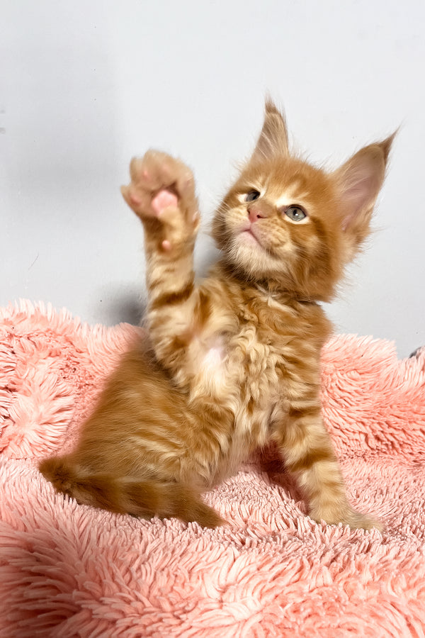 Mars | Maine Coon Kitten