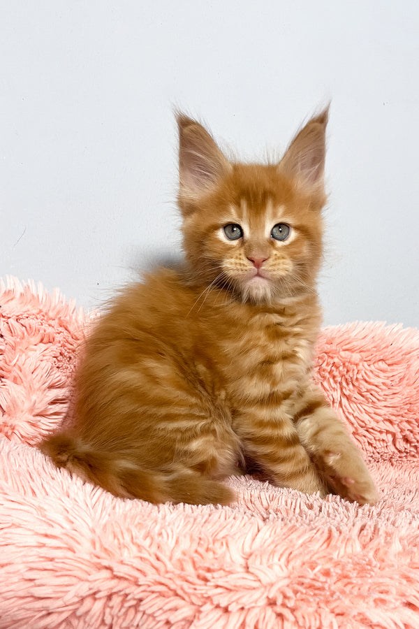 Mars | Maine Coon Kitten