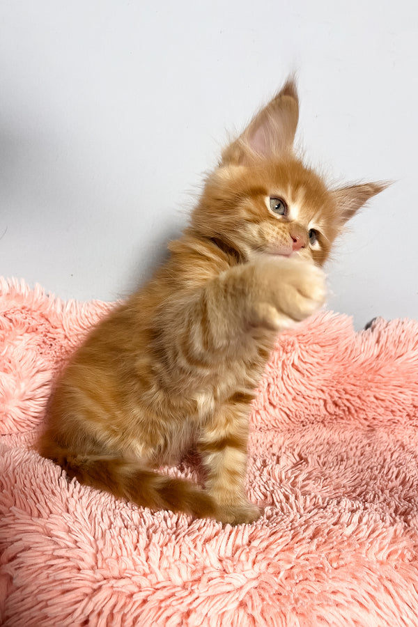 Mars | Maine Coon Kitten