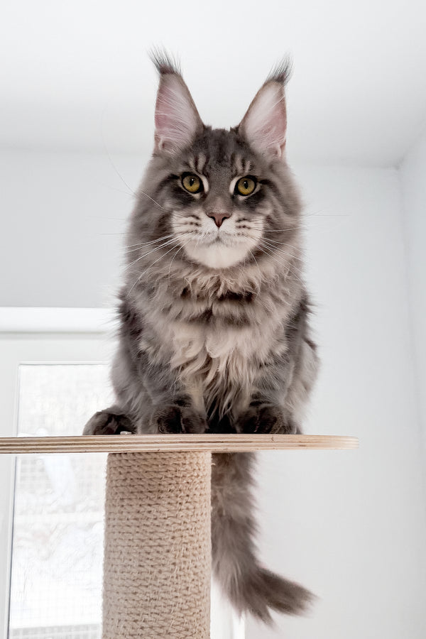 Marsel | Maine Coon Kitten