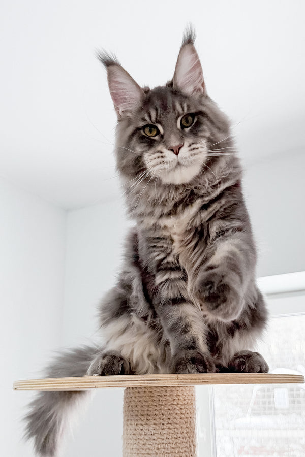 Marsel | Maine Coon Kitten