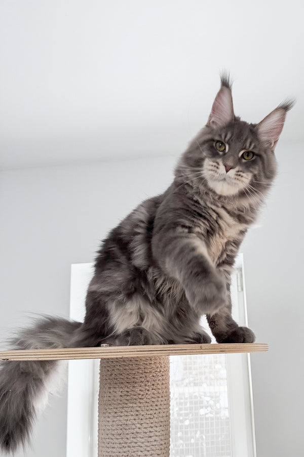 Marsel | Maine Coon Kitten