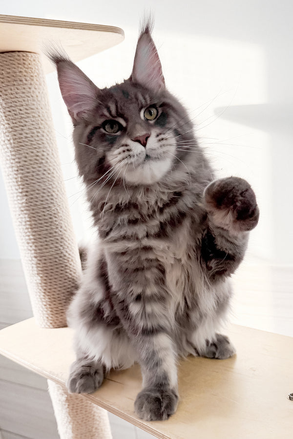 Marsel | Maine Coon Kitten