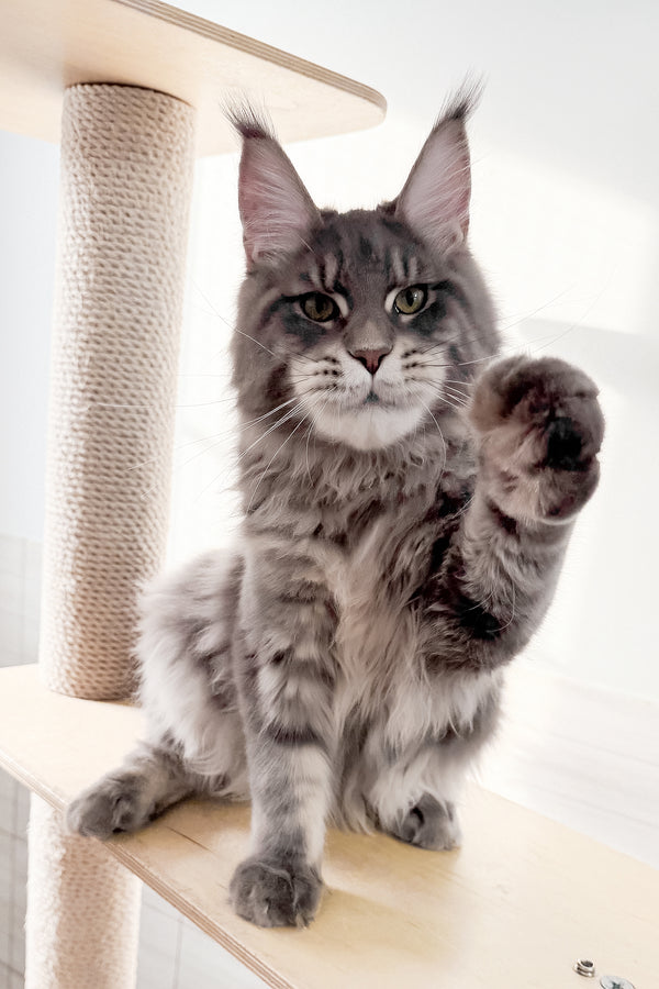 Marsel | Maine Coon Kitten