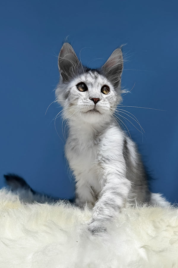 Martin | Maine Coon Kitten