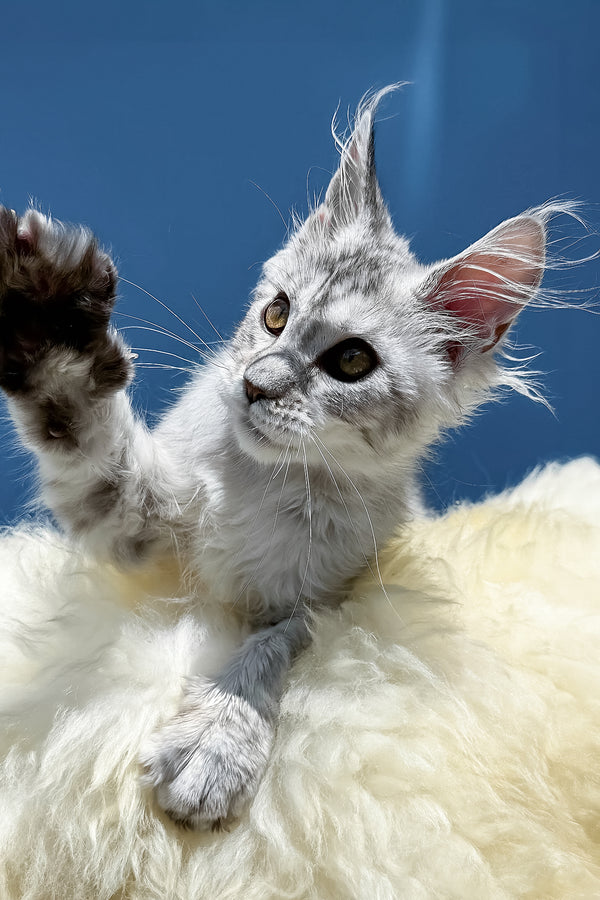 Martin | Maine Coon Kitten