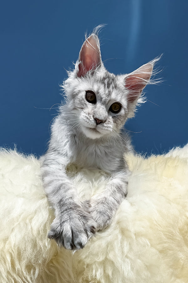 Martin | Maine Coon Kitten