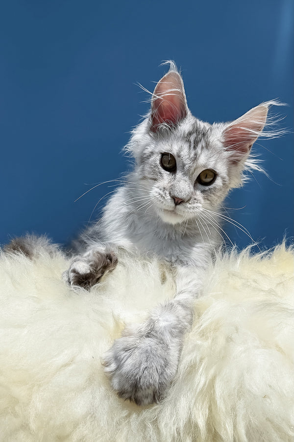 Martin | Maine Coon Kitten