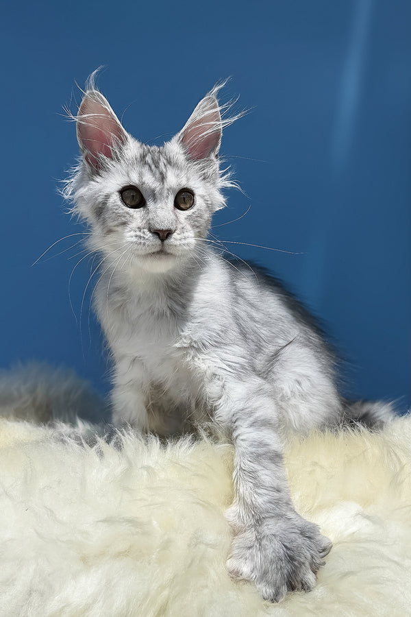 Martin | Maine Coon Kitten