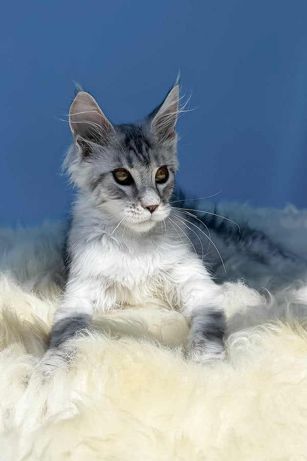 Martin | Maine Coon Kitten