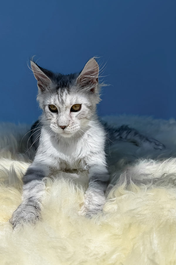 Martin | Maine Coon Kitten
