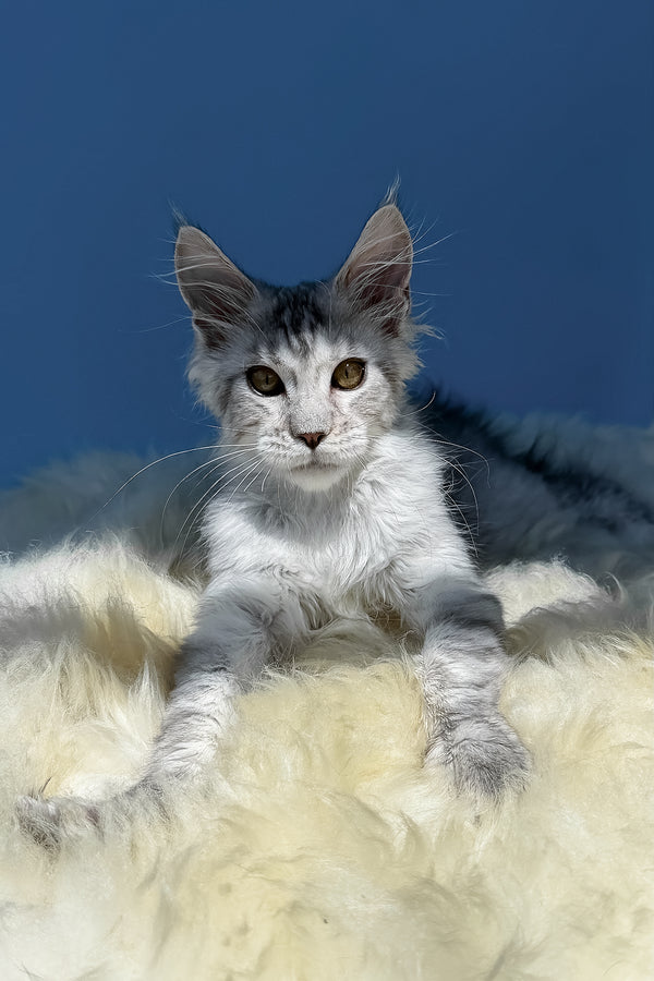 Martin | Maine Coon Kitten