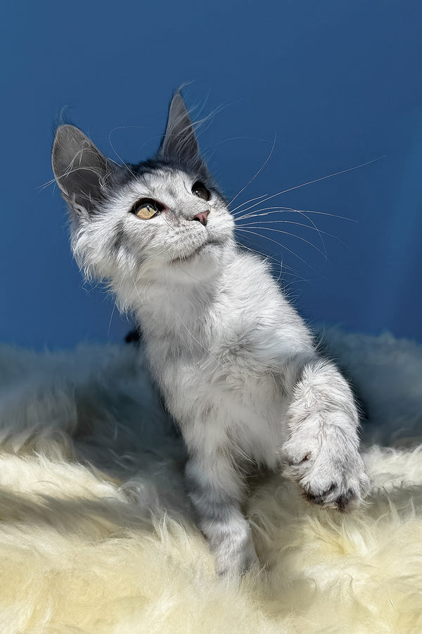 Martin | Maine Coon Kitten