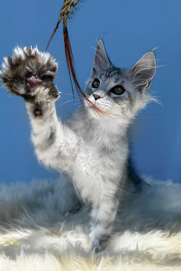 Martin | Maine Coon Kitten