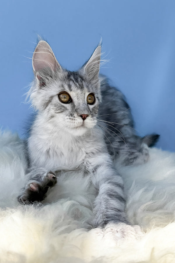 Martin | Maine Coon Kitten