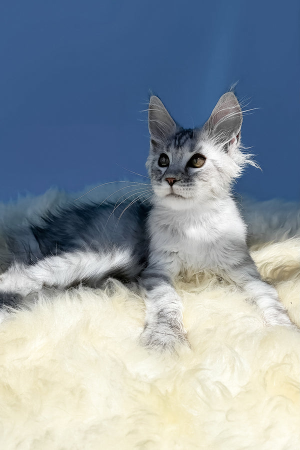 Martin | Maine Coon Kitten