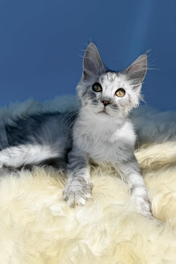 Martin | Maine Coon Kitten