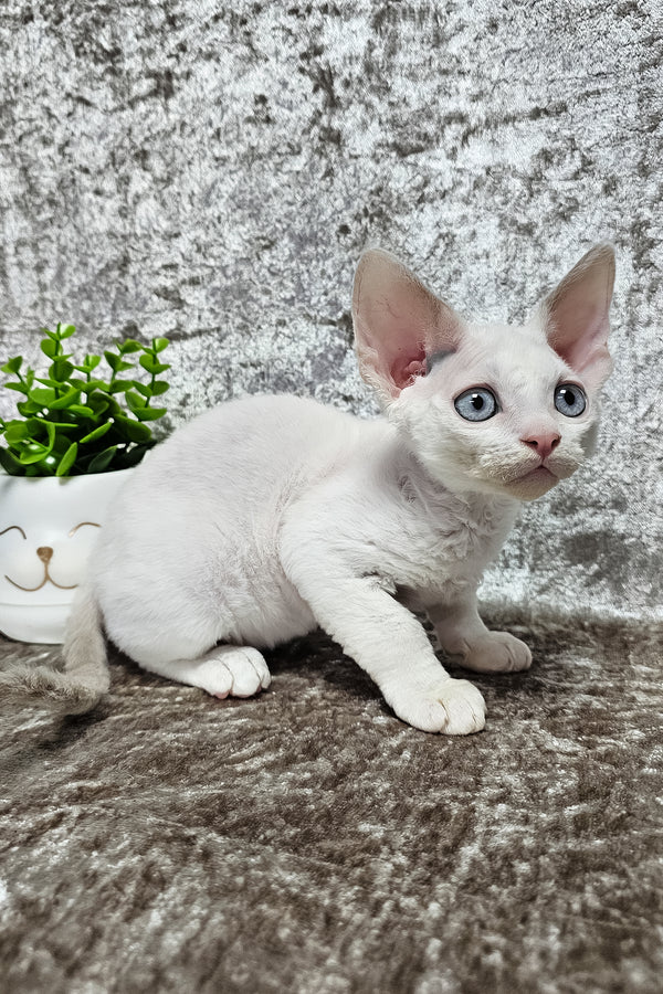 Martin | Devon Rex Kitten