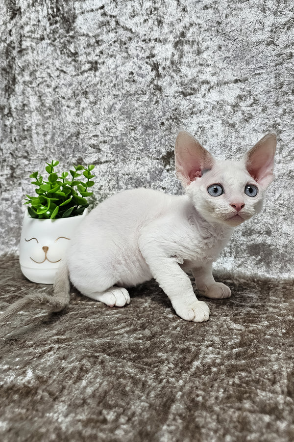 Martin | Devon Rex Kitten