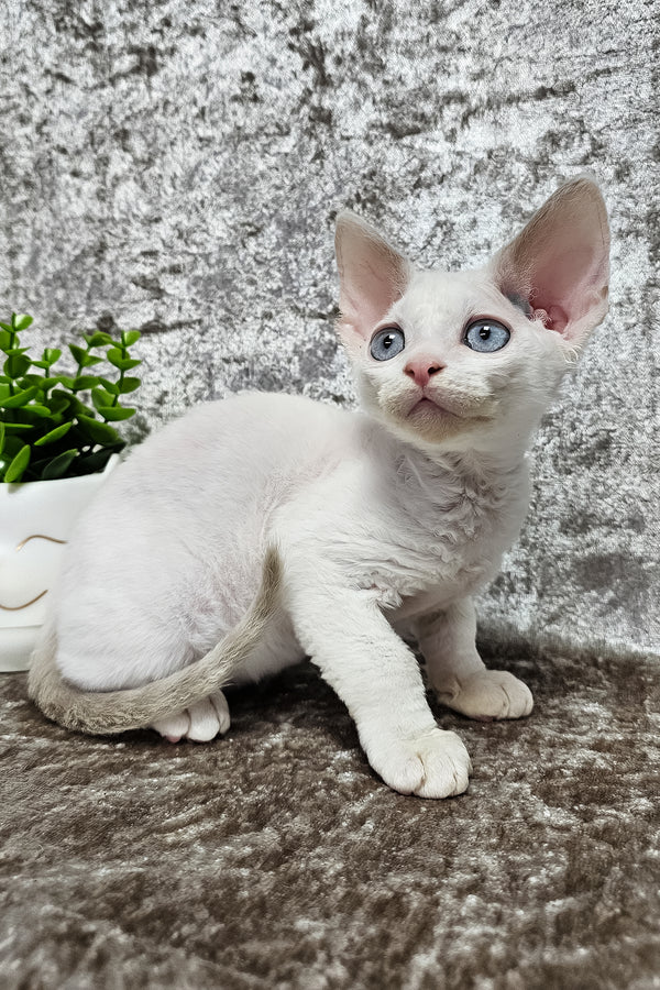 Martin | Devon Rex Kitten