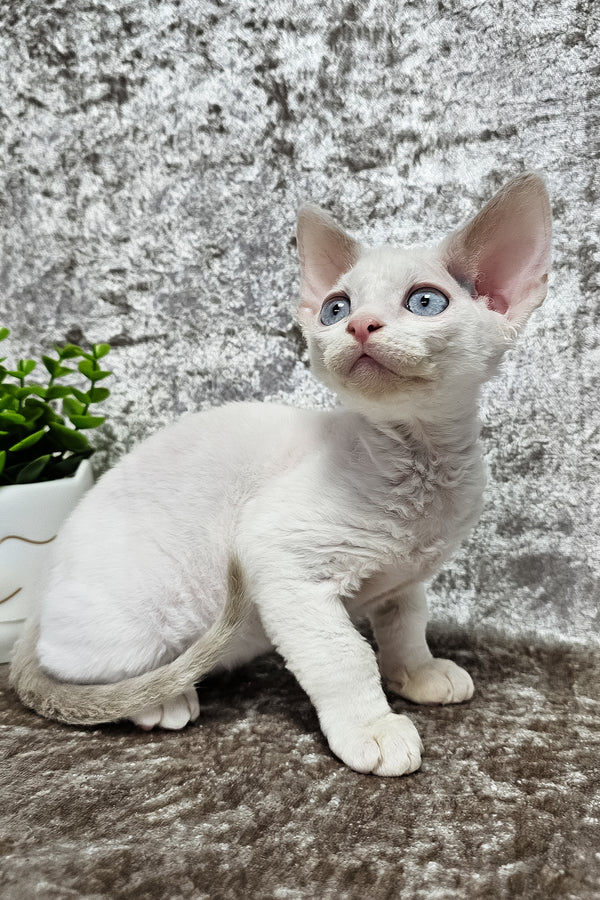 Martin | Devon Rex Kitten