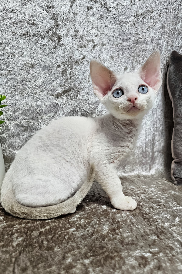Martin | Devon Rex Kitten