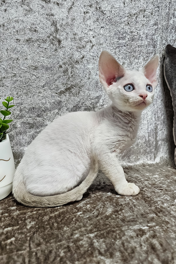 Martin | Devon Rex Kitten