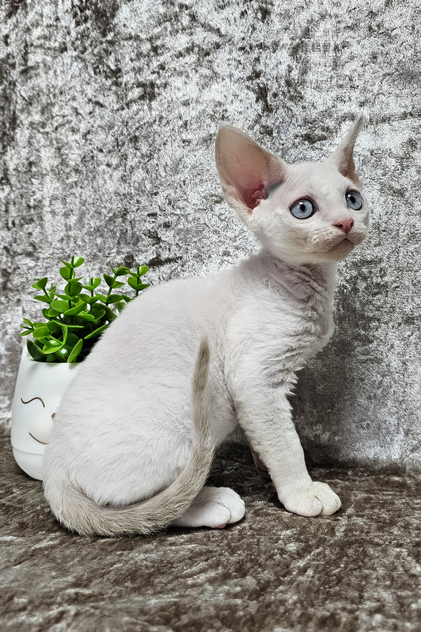 Martin | Devon Rex Kitten