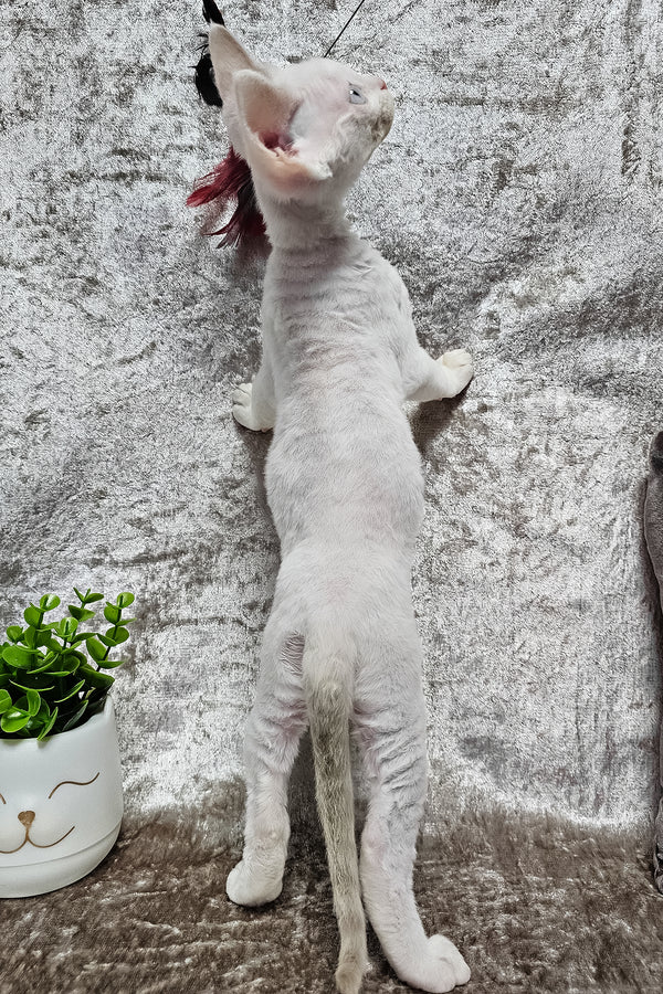 Martin | Devon Rex Kitten