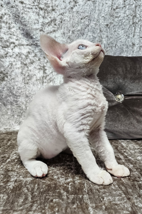 Martin | Devon Rex Kitten