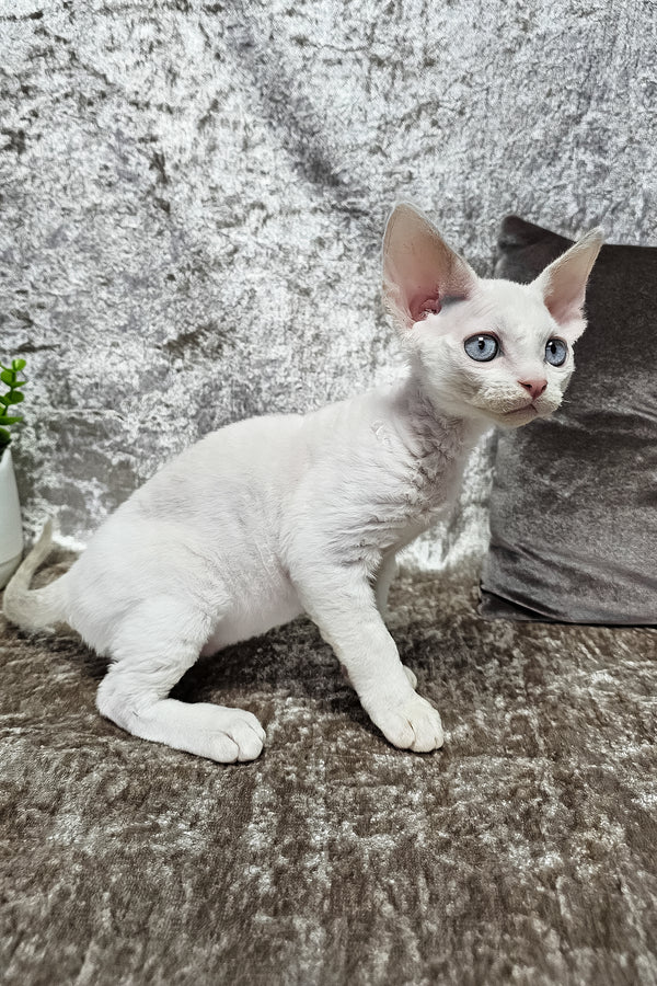 Martin | Devon Rex Kitten