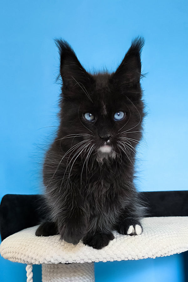 Martina | Maine Coon Kitten