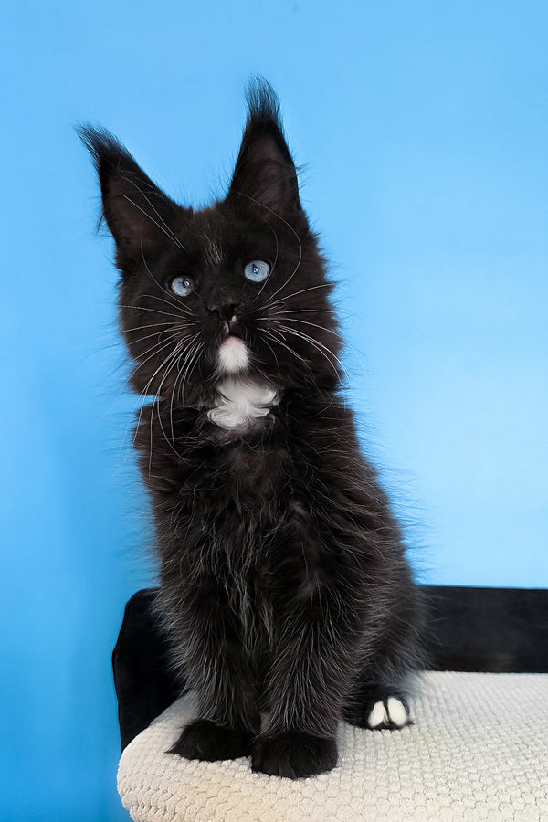 Martina | Maine Coon Kitten