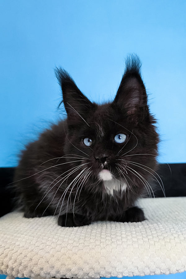 Martina | Maine Coon Kitten