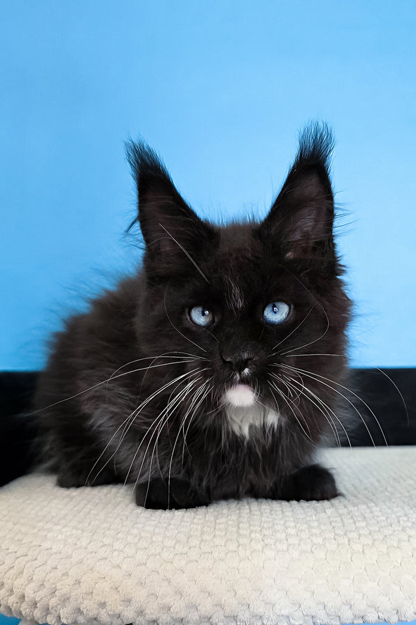 Martina | Maine Coon Kitten