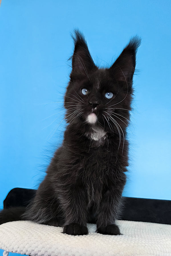 Martina | Maine Coon Kitten