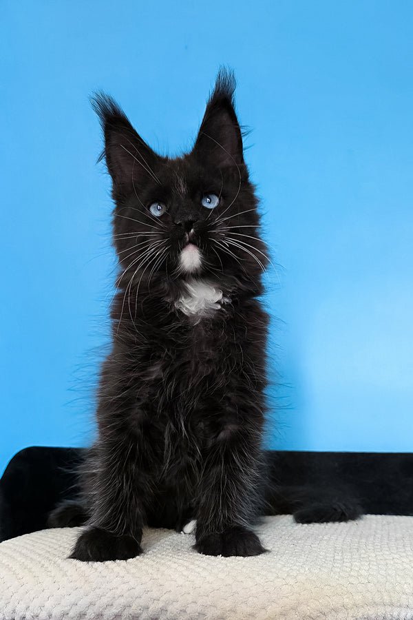 Martina | Maine Coon Kitten