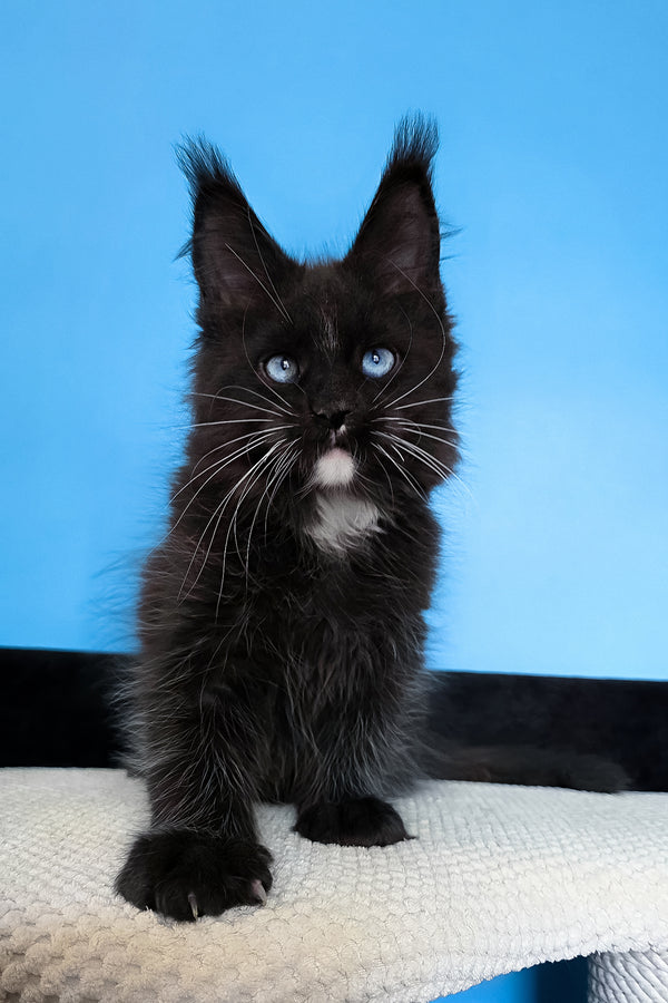 Martina | Maine Coon Kitten