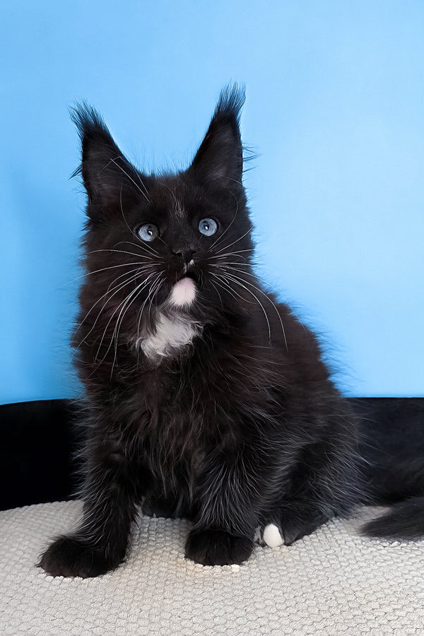 Martina | Maine Coon Kitten