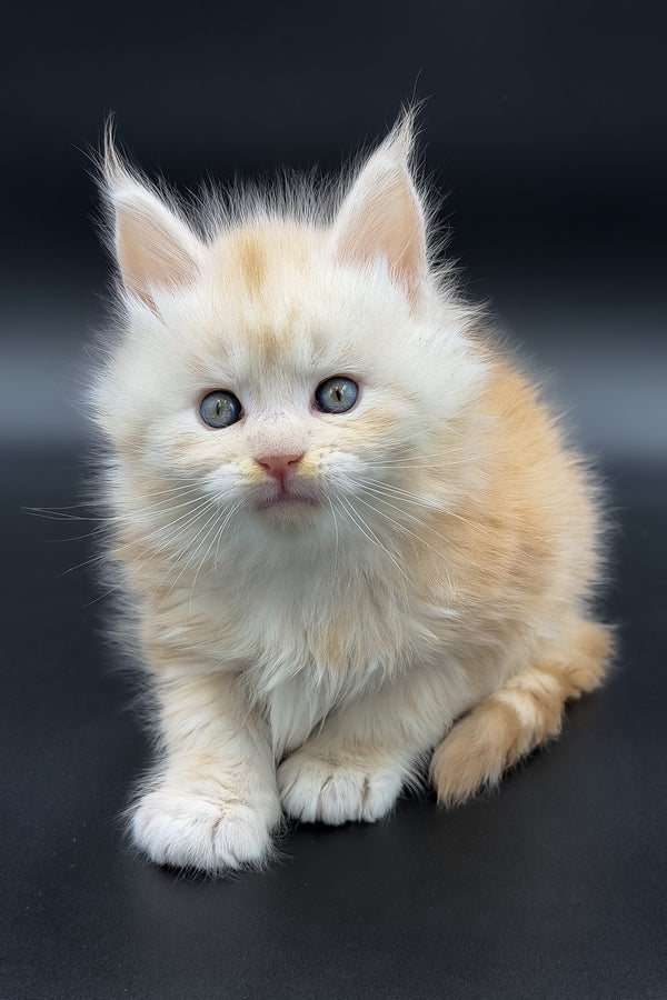 Marun | Maine Coon Kitten