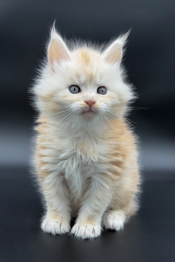 Marun | Maine Coon Kitten