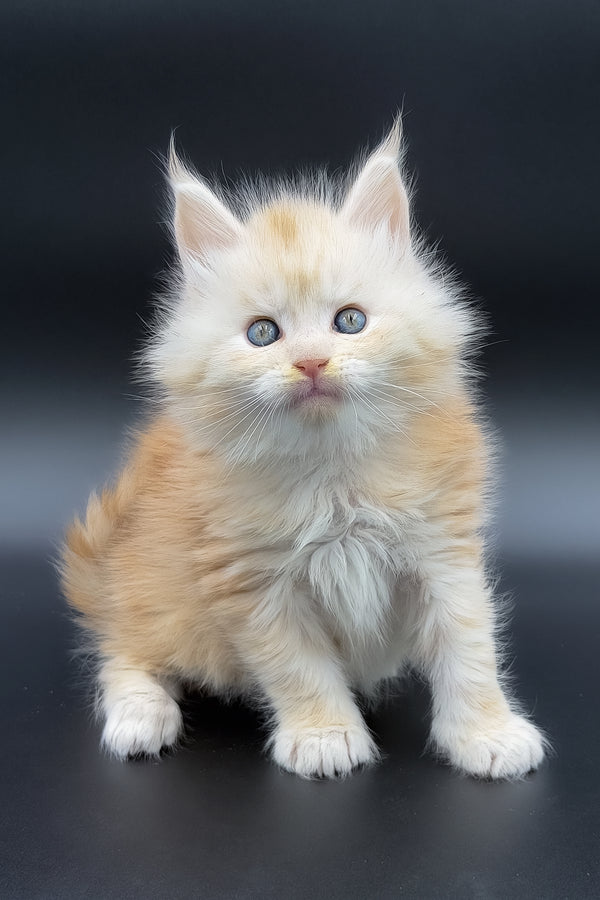 Marun | Maine Coon Kitten