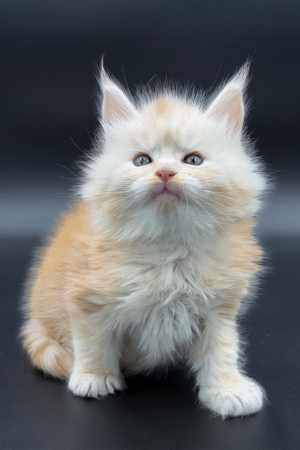 Marun | Maine Coon Kitten